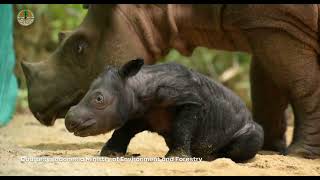 Sumatran Rhino Harapan Born at the Cincinnati Zoo is a Dad in Indonesia [upl. by Dleifyar]