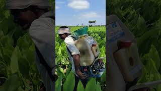 Turmeric crop  Spraying fungicides  Haldi farming 12092024 turmeric haldi farming shorts [upl. by Libby]