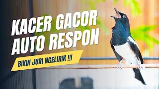 SUARA BURUNG kacer gacor NGEPLONG TARUNG konslet ini paling AMPUH buat PANCINGAN KACER agar EMOSI [upl. by Arual]