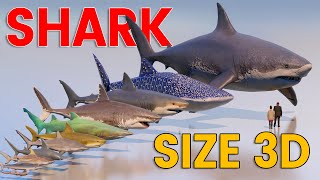 3D Living and Extinct Sharks Size Comparison  Megalodon Vs Great White Shark [upl. by Aniuqahs]