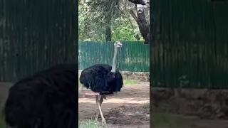 ostrich🧐🧐 शुतुरमुर्ग amazingfacts big bird nature birdtrending shortsviral ostyoutubeshorts [upl. by Lissa]