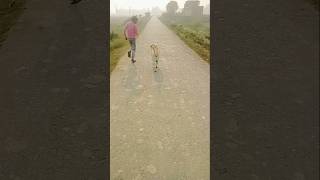 Labrador dog running 🦮😎labrador song trend newsong youtubeshorts shorts viralshorts [upl. by Katzman]