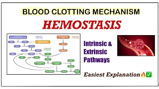 Hemostasis amp Blood Coagulation Physiology  Blood Clotting Mechanism  Intrinsic amp Extrinsic Pathway [upl. by Feeley]