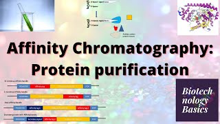 Affinity Chromatography Protein purification [upl. by Melentha307]