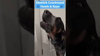 Bluetick Coonhound Howls amp Bays short viral dogs viralvideo shortvideo dogsoftiktok funnydogs [upl. by Victoir]