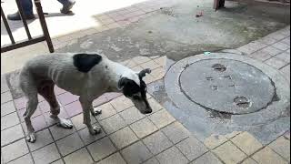 Injured Dog at Thane West cat dog catlover doglover animals pets instastrays [upl. by Ambrose]