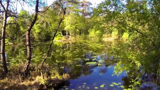 Bystock Pond  Woodbury Common  Devon [upl. by Enaols]