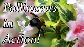 Pollinators in Action [upl. by Aracat]