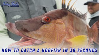 How To Catch A Hogfish In 30 Seconds  Fishing Florida Charters [upl. by Marta]