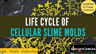 What is THAT Slime Molds In The Garden [upl. by Ahsiemak]