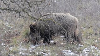 Wild boar and Golden Jackal in the Golan Hights חזירי בר ותנים בשלג בהר אביטל [upl. by Yrekaz]