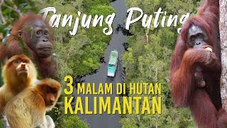 Langka Lihat Orangutan di Habitat Aslinya Tinggal di Taman Nasional Tanjung Puting Selama 3 Malam [upl. by Lahey]