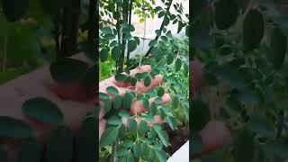 moringa tree nature myterrace garden gardentrees [upl. by Schnur4]