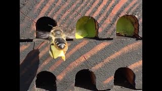 Megachile willughbiella nest building [upl. by Mutua]