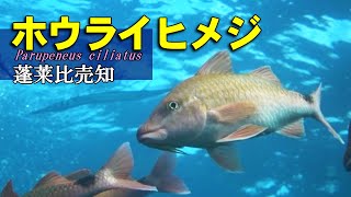 【 ホウライヒメジ 】不老不死の使者 Parupeneus ciliatus [upl. by Grados]