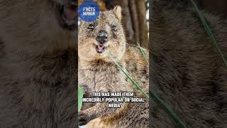 Quokka Charm 7 Unbelievable Facts You Didnt Know 😮 reels wildlife youtubeshorts viralshort [upl. by Yhtorod]