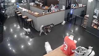 ASOMBROSO  Perro siberiano ataca brutalmente a pequeño perro caniche hasta dejarlo agonizando [upl. by Tiffany]