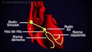 Electrocardiografía Básica Parte 34 [upl. by Nawrocki767]