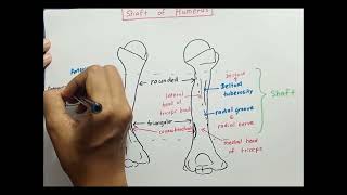 Shaft of Humerus [upl. by Dud]