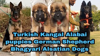 Bhagyari Alsatian Kurdish Kangal Alabai King Shepherd Dog and puppies 03139393944 [upl. by Irehc]