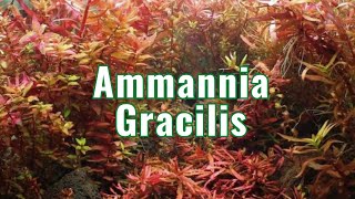 Ammannia Gracilis  Aquarium Plant Info [upl. by Atkins]