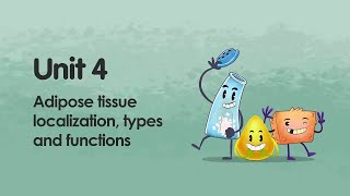 Adipose tissue localization types and functions  iMooXat [upl. by Norok50]