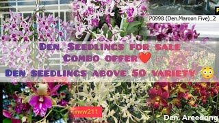 Den seedlings for sale🙏superb plants👍available for salecombo offerAbove 50 variety seedlings [upl. by Winna792]