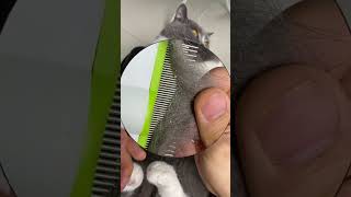 Pet Grooming Comb Link is on bio or copywwwniopetscom [upl. by Ecyar]