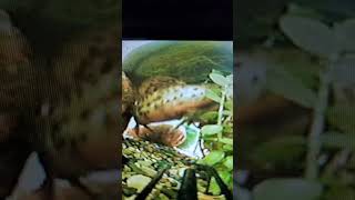 Catfish hoplo underwatercamerafishtank fishinacavenature hiphop [upl. by Hcirdla282]