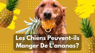 Les Chiens Peuventils Manger De Lananas 🍍 [upl. by Alair]