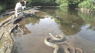 Jack Russell Terrier vs Snake [upl. by Cullie]