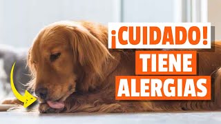 7 SÍNTOMAS de ALERGIA CANINA a Tener En Cuenta [upl. by Sugden]