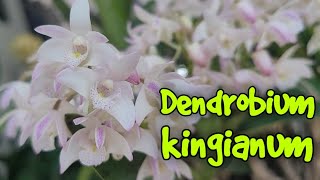 Dendrobium kingianum очередное цветение Новички [upl. by Adamek]