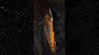 Autumn Brook trout bursting with color shorts brooktrout fishing autumn nature colorful [upl. by Dulcine307]