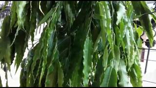 How to grow ashoka polyalthia longifolia tree and its care [upl. by Weitman]