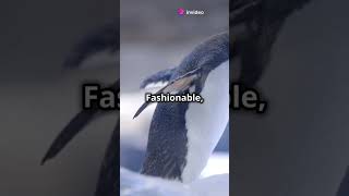 5 Fun Facts About Gentoo Penguins [upl. by Bacon]