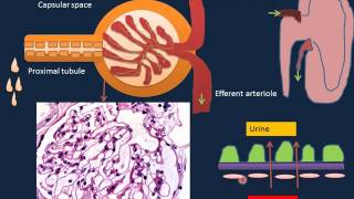 Renal Disorders I [upl. by Ruamaj]