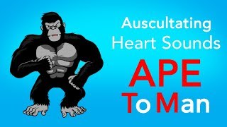 Auscultating Heart Sounds  APE To Man [upl. by Lazaro942]