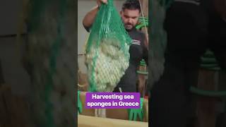 How sea sponges are harvested in Greece deepsea spongediving [upl. by Lotus760]