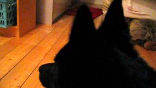 This is what schipperke barking sounds like [upl. by Nairot242]