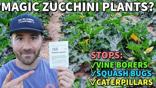 This Special ZUCCHINI Promised LIFE CHANGING Results Did It Work [upl. by Mathilda270]