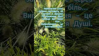 Pennisetum Hameln meditationmusic relaxing криничанськасадиба shortsvideo shorts [upl. by Aoniak]