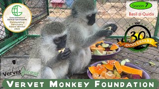 From Torment to Triumph The Heartwarming Rescue of Two Young Vervet Monkeys [upl. by Brosy]