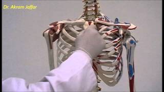 Osteology of thoracic cage Sternum [upl. by Philcox]