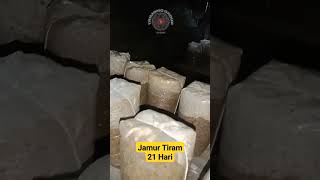 Jamur Tiram 21 Hari [upl. by Ellette701]