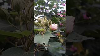 Hibiscus mutabilis🌸 homegarden flowers hibiscus rosemallow love home [upl. by Iot]