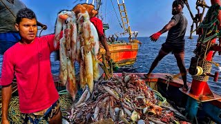 Amazing🤩 we caught lot of squid amp Mackerel fishes in Deep sea  Day 3 [upl. by Ahsiak497]