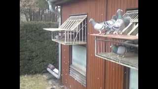 Brieftauben German racing pigeons loft Channel Tauben Diary Der erste Freiflug 06042013 [upl. by Oler381]