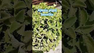 ajwain plant benefits herbalplantsshortvideo [upl. by Raouf]