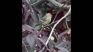 Pine Siskin [upl. by Niatsirt]